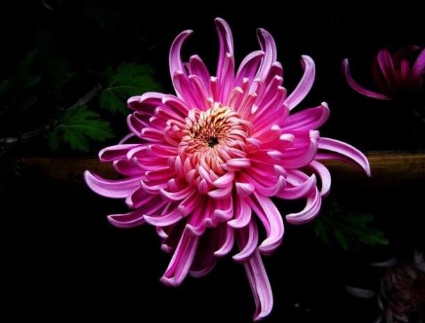 花.jpg